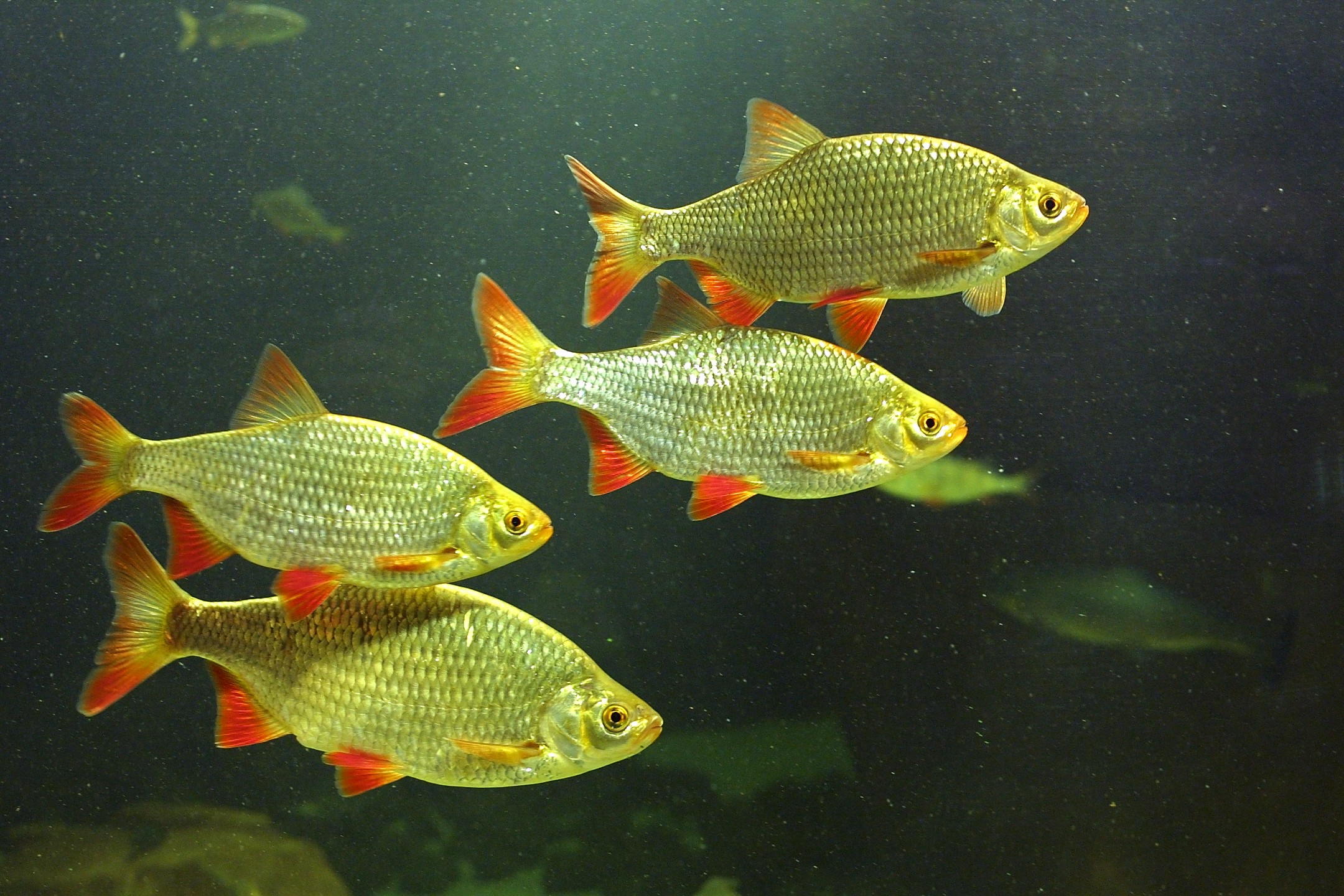 Рыба с красными плавниками речная. Золотой карась с красными плавниками. Золотой (обыкновенный) карась Carassius Carassius. Карась красный (Carassius auratus auratus). Рыбка красноперка.